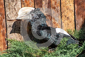 Silvery-cheeked hornbill Bycanistes brevis. Wild life bird