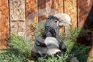 Silvery-cheeked hornbill Bycanistes brevis. Wild life bird