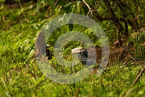 Silvery-cheeked hornbill at Lake Manyara Reserve