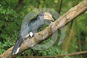 Silvery-cheeked hornbill photo