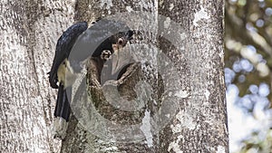 Silvery-cheeked Hornbill on Tree Body