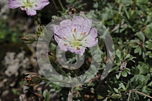 `Silvery Crane`s Bill` flower - Geranium Argenteum