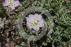 `Silvery Crane`s Bill` flower - Geranium Argenteum