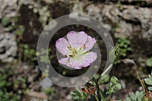 `Silvery Crane`s Bill` flower - Geranium Argenteum