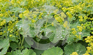 Silvery dewdrops sparkling on velvet leaves