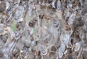 Silvery dried seed pods of the Lunaria Annua plant, called Honesty or Annual Honesty. Photographed in autumn at Wisley, Surrey UK.