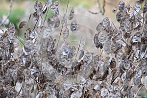 Silvery dried seed pods of the Lunaria Annua plant, called Honesty or Annual Honesty. Photographed in autumn at Wisley, Surrey UK.
