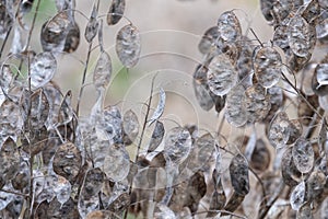 Silvery dried seed pods of the Lunaria Annua plant, called Honesty or Annual Honesty. Photographed in autumn at Wisley, Surrey UK.