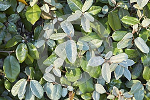 Silvery foliage of Elaeagnus pungens