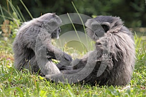 Silvery gibbon