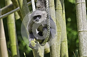 Silvery gibbon