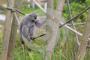 Silvery gibbon