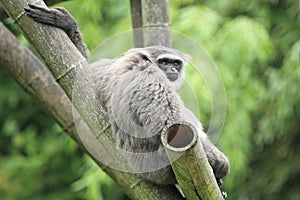 Silvery gibbon