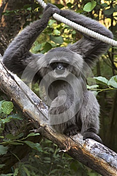 Silvery Gibbon