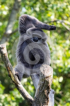 Silvery Gibbon, Hylobates Moloch, is Endemit Island Java, where he lives only at the last few locations