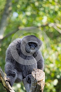 Silvery Gibbon, Hylobates Moloch, is Endemit Island Java, where he lives only at the last few locations