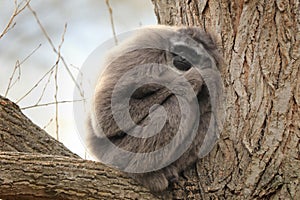 Silvery Gibbon, Hylobates moloch, monkey in the nature forest habitat. Grey gibbon sleeping on the tree. Wildlife scene.
