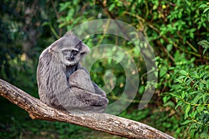 Silvery gibbon Hylobates moloch photo
