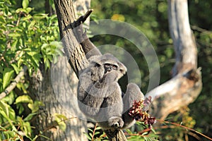 Silvery gibbon