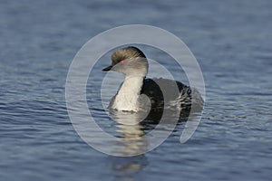 Silvery grebe, Podiceps occipitalis