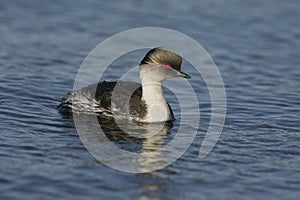 Silvery grebe, Podiceps occipitalis