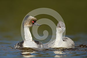 Silvery grebes swimming in freshwater lake