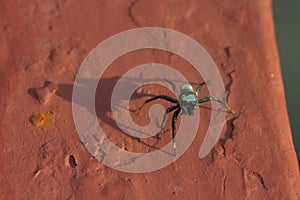 Silvery green spider