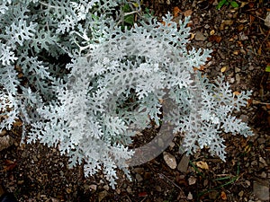 Silvery leaves of Artemisia