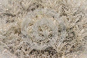 Silvery leaves background of dusty miller (Jacobaea maritima), a