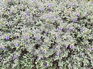 Shrubby germander blue flowers hedge closeup photo