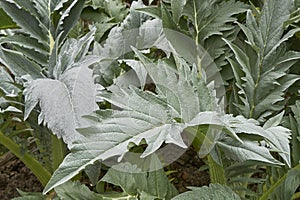 Cynara cardunculus plant