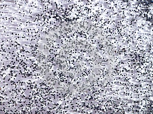 Silvery little sparkles on a white holiday background.