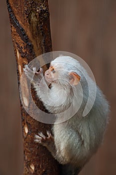 Silvery Marmoset