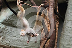 Silvery marmoset