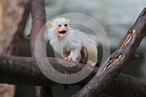 Silvery marmoset