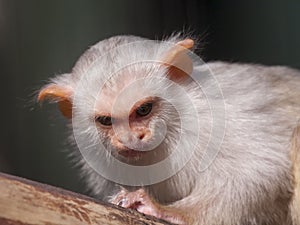 Silvery marmoset