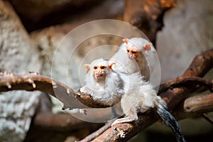 Silvery Marmoset on branch