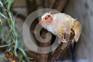 Silvery marmoset (Callithrix argentata)