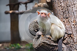 Silvery marmoset (Callithrix argentata)