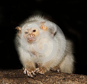 SILVERY MARMOSET FEMALE mico argentatus CARRYING A BABY ON ITS BACK photo