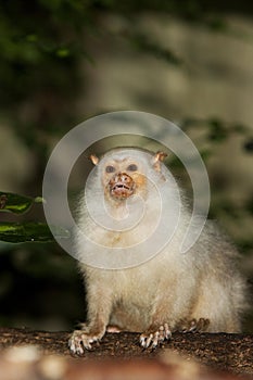 SILVERY MARMOSET mico argentatus photo