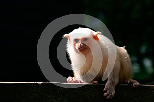 Silvery Marmoset (Mico argentatus) photo