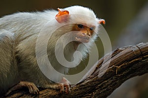 Silvery Marmoset - Mico argentatus, beautiful small primate with silvery fur from Amazon rainforests photo