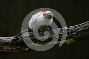 Silvery marmoset Mico argentatus on a branch. Dark background. photo