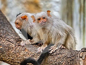 One Silvery Marmoset, Mico argentatus, female with adult cub sits on tree trunk photo