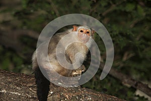 SILVERY MARMOSET mico argentatus, FEMALE STANDING ON BRANCH photo