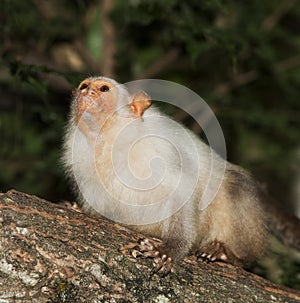 SILVERY MARMOSET mico argentatus, FEMALE STANDING ON BRANCH photo