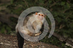 OUISTITI ARGENTE mico argentatus photo