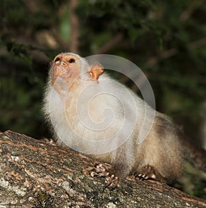 OUISTITI ARGENTE mico argentatus photo