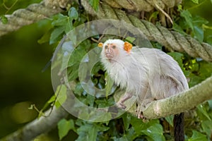 Silvery marmoset, Mico argentatus. A new world monkey at Jersey zoo photo